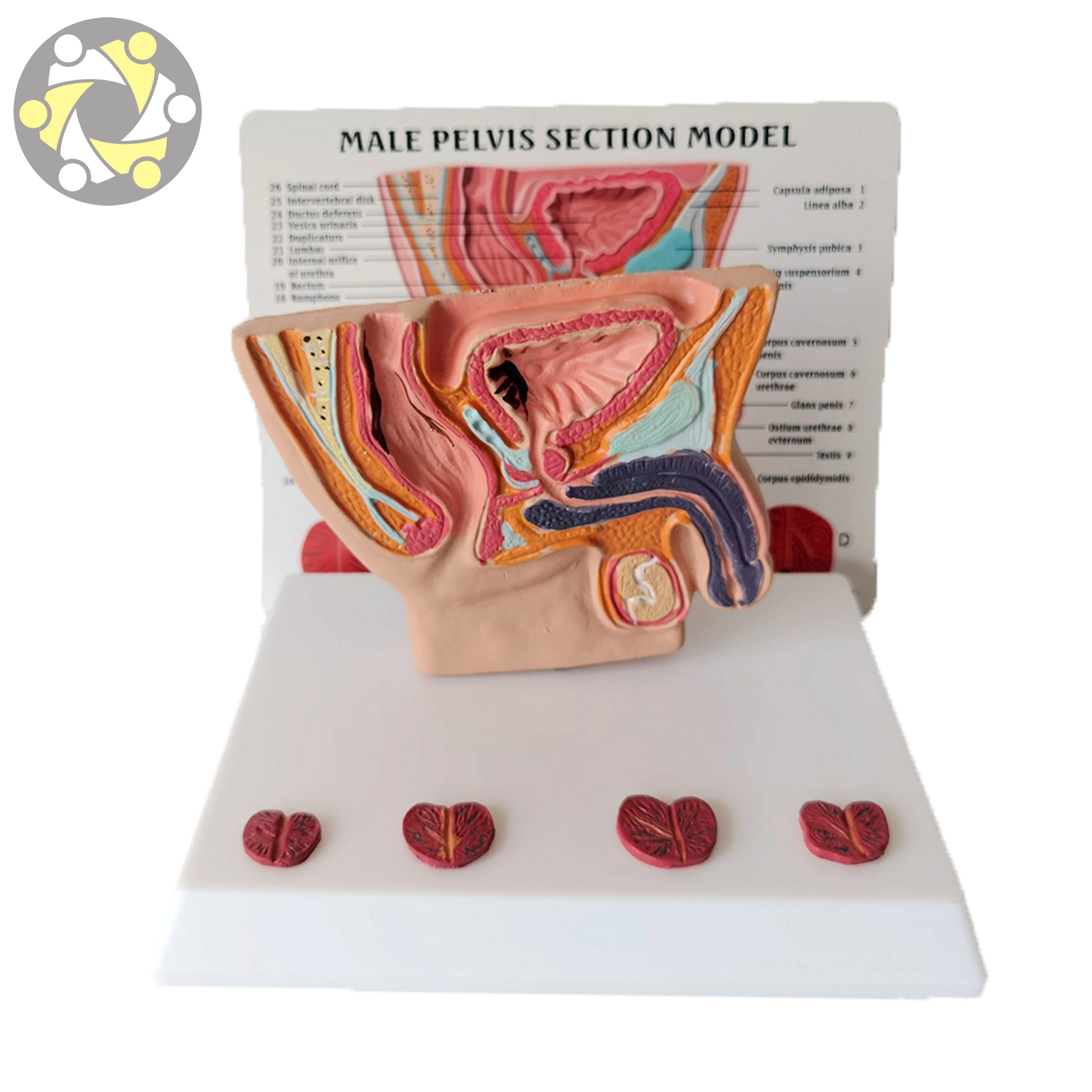 Medical Science Biological Male Prostate model  Male Pelvis Anatomical Model with Prostate