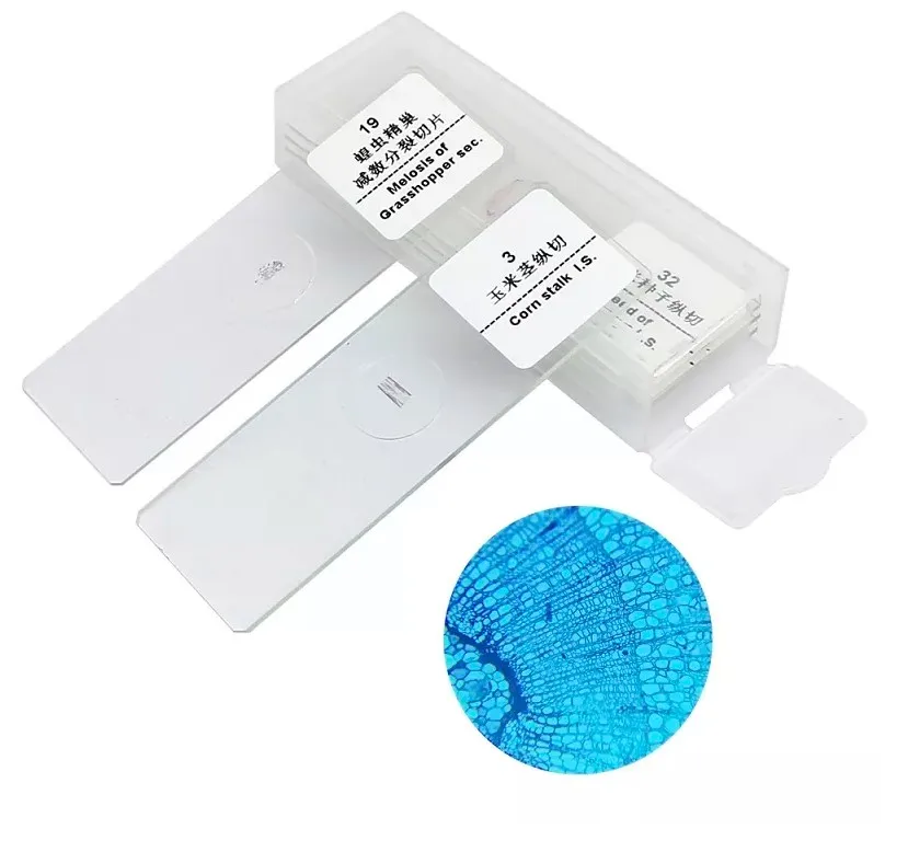 Education Medical Science Natural Botany Leaf Microscope Prepared Slides Set for Teaching and Learning
