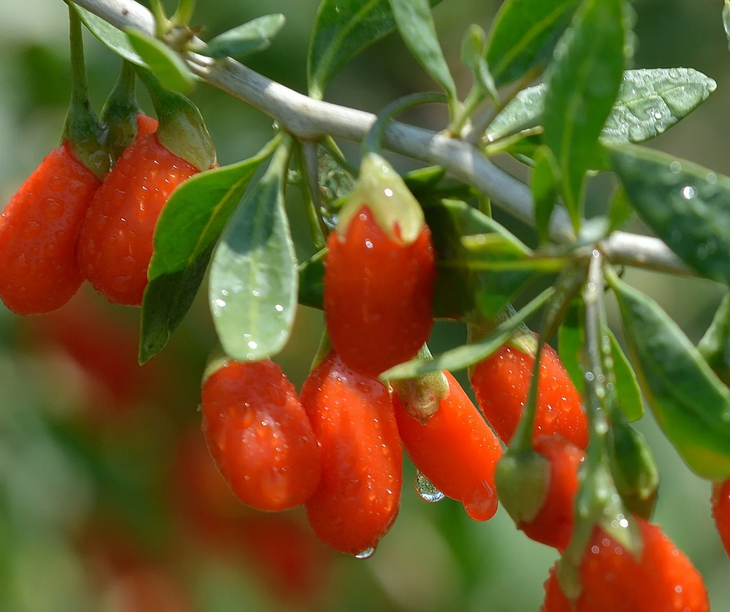 Ningxia Organic Goji Berries Freeze Dried Chinese Red Wolfberry Best Quality Goji Berry Freeze Dried Powder Supply dryfruit
