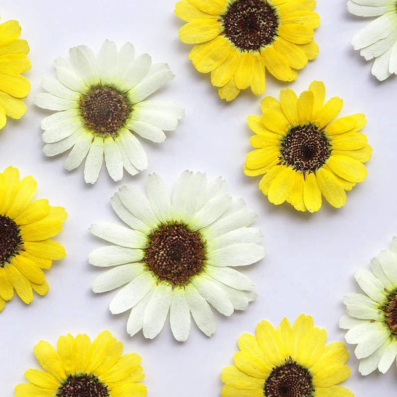 12pcs/pack Grandaisy Phone Case DIY Gift Card Candle Making Pressed Flower