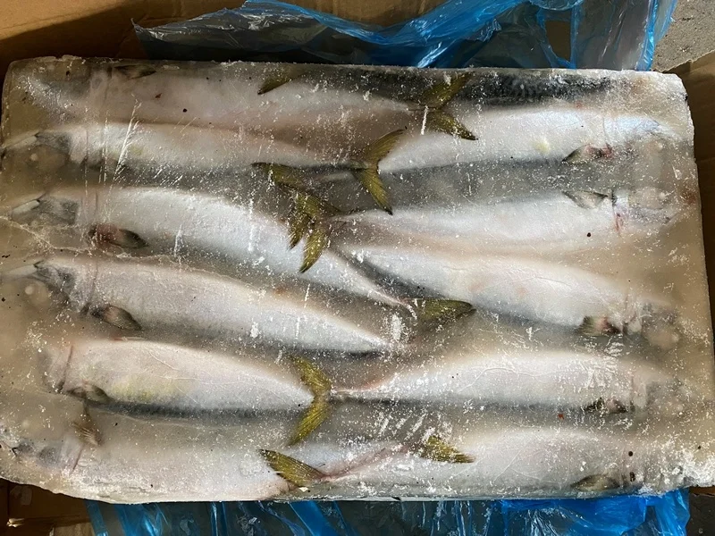 Frozen Seafood Pacific Mackerel Whole Round Fish 400 600g For Buyers In Price