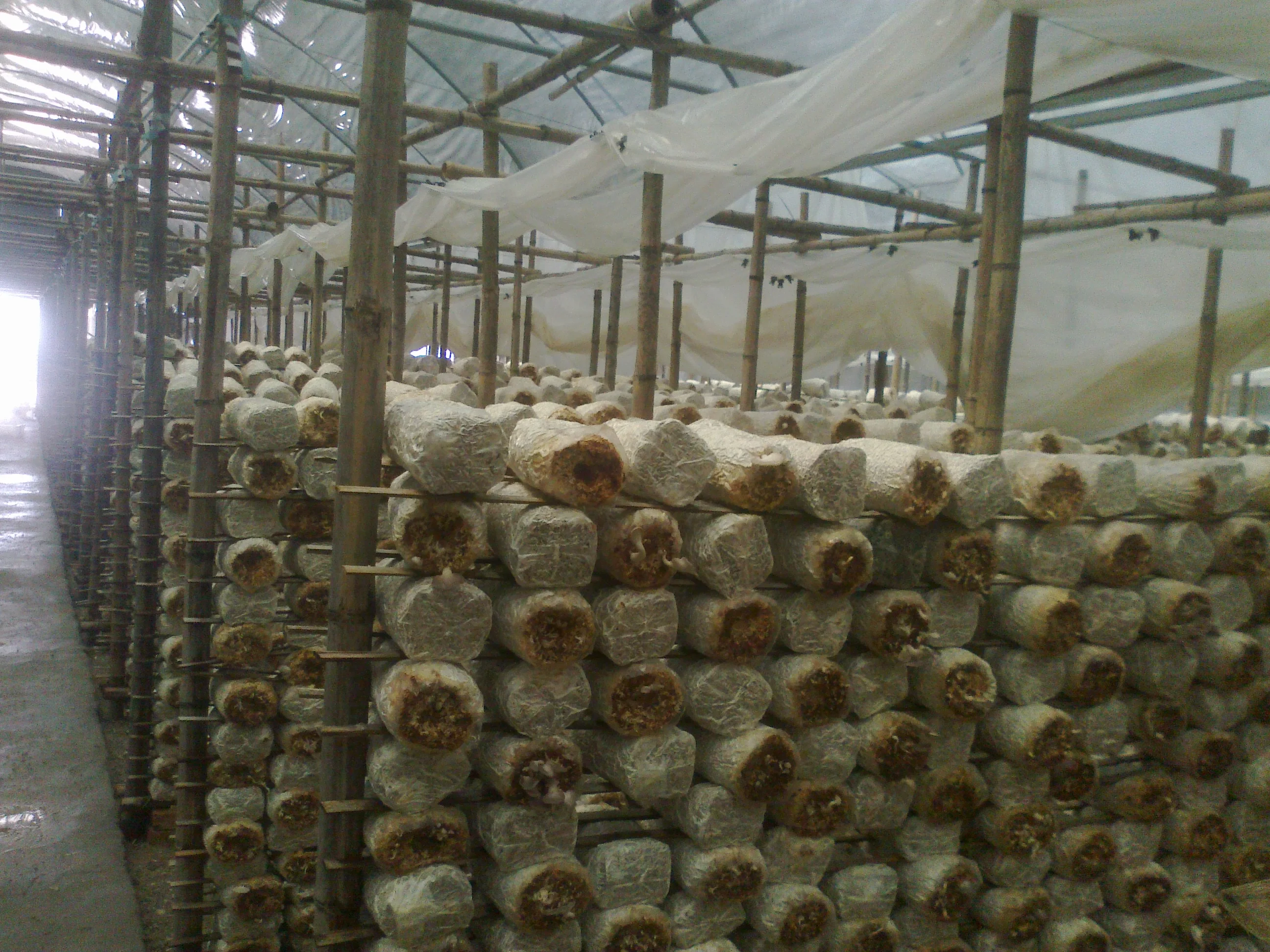 Mushroom Growing Equipment in Agricultural Greenhouse Farm with Plastic Film Covering