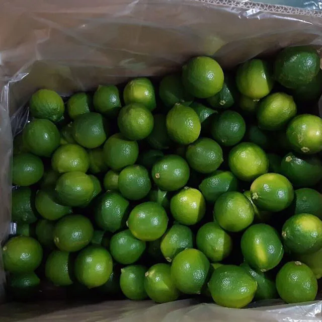 
New price 2020 fresh seedless green lime origin from Vietnam best quality 