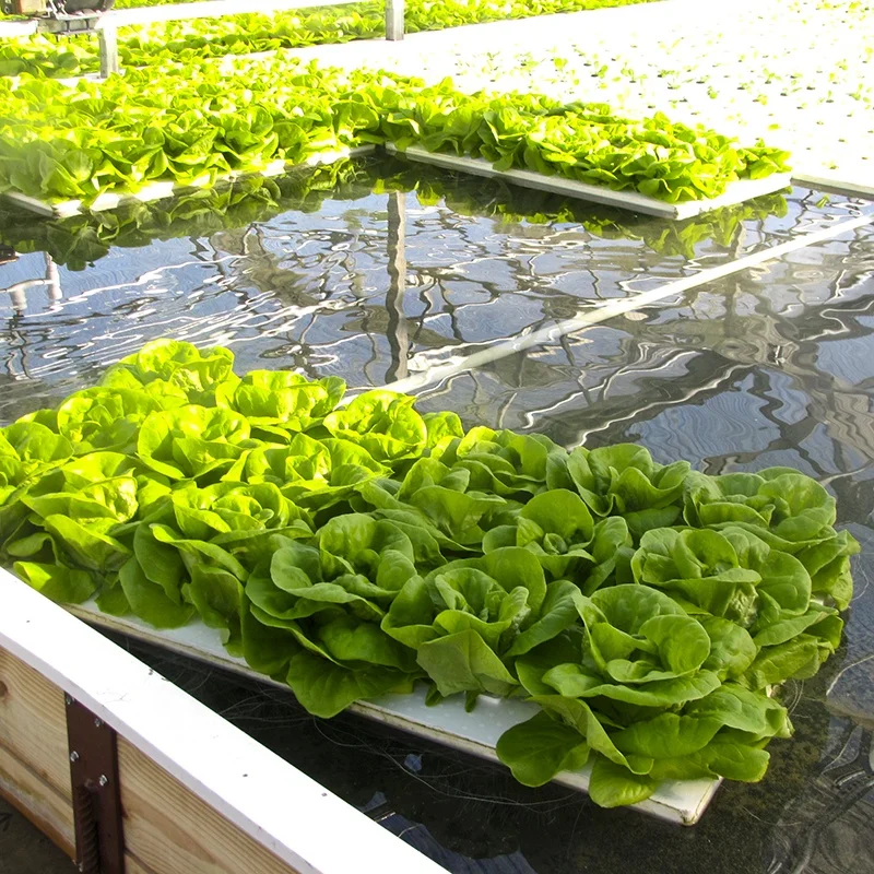 2021 Aquaponics Greenhouse Planting Foam Floating Plate Deepwater Culture Hydroponic Floating Raft