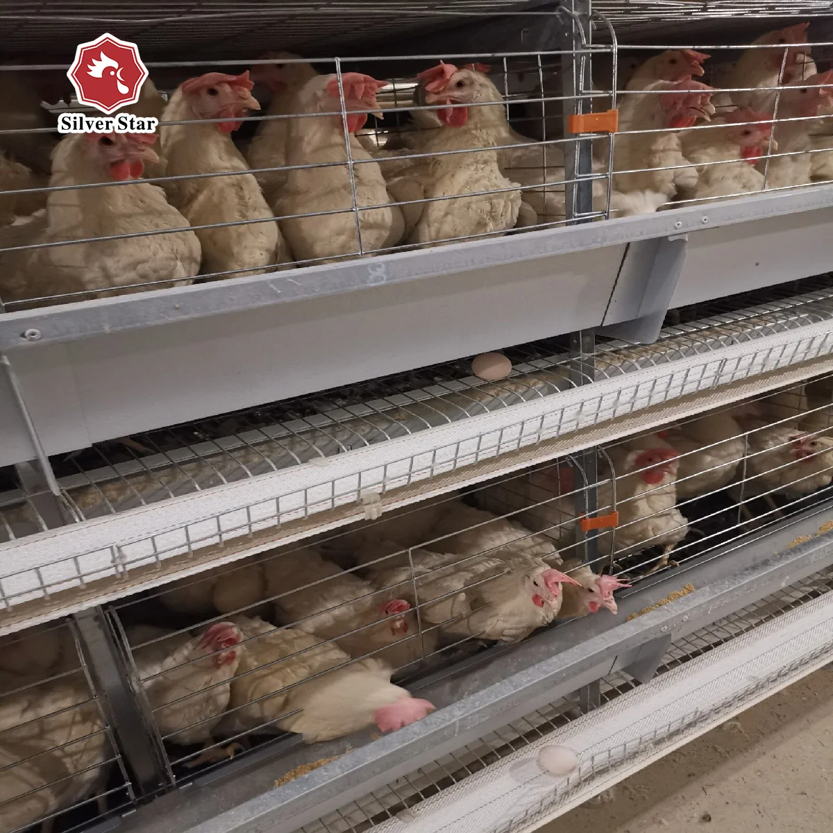 Low Carbon Steel Wire Layer Quail Battery Chicken Cages With Auto Water System