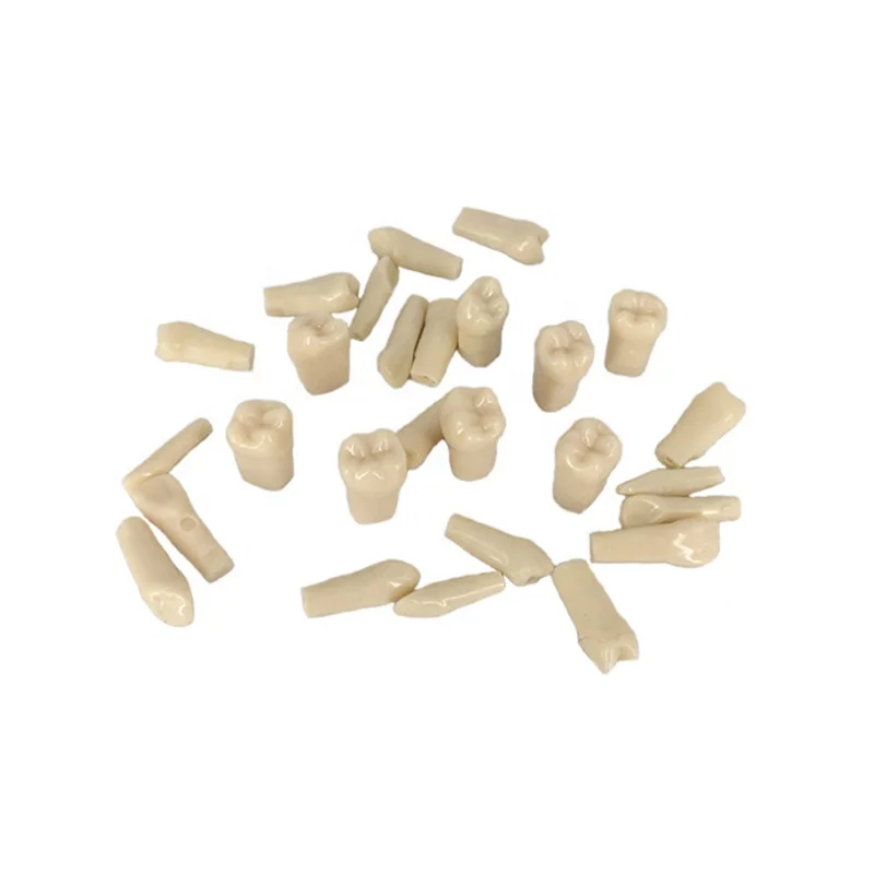 Orthodontic Dentist Training Anatomical Oral Tool Practical False Dental Typodont Tooth Model Replacement Teeth