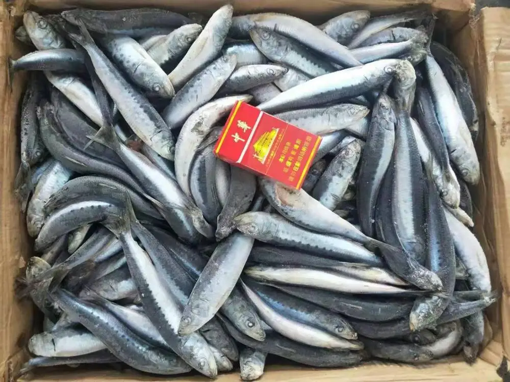 Frozen Fish Sardines For Canning And Market Sardinella Longiceps