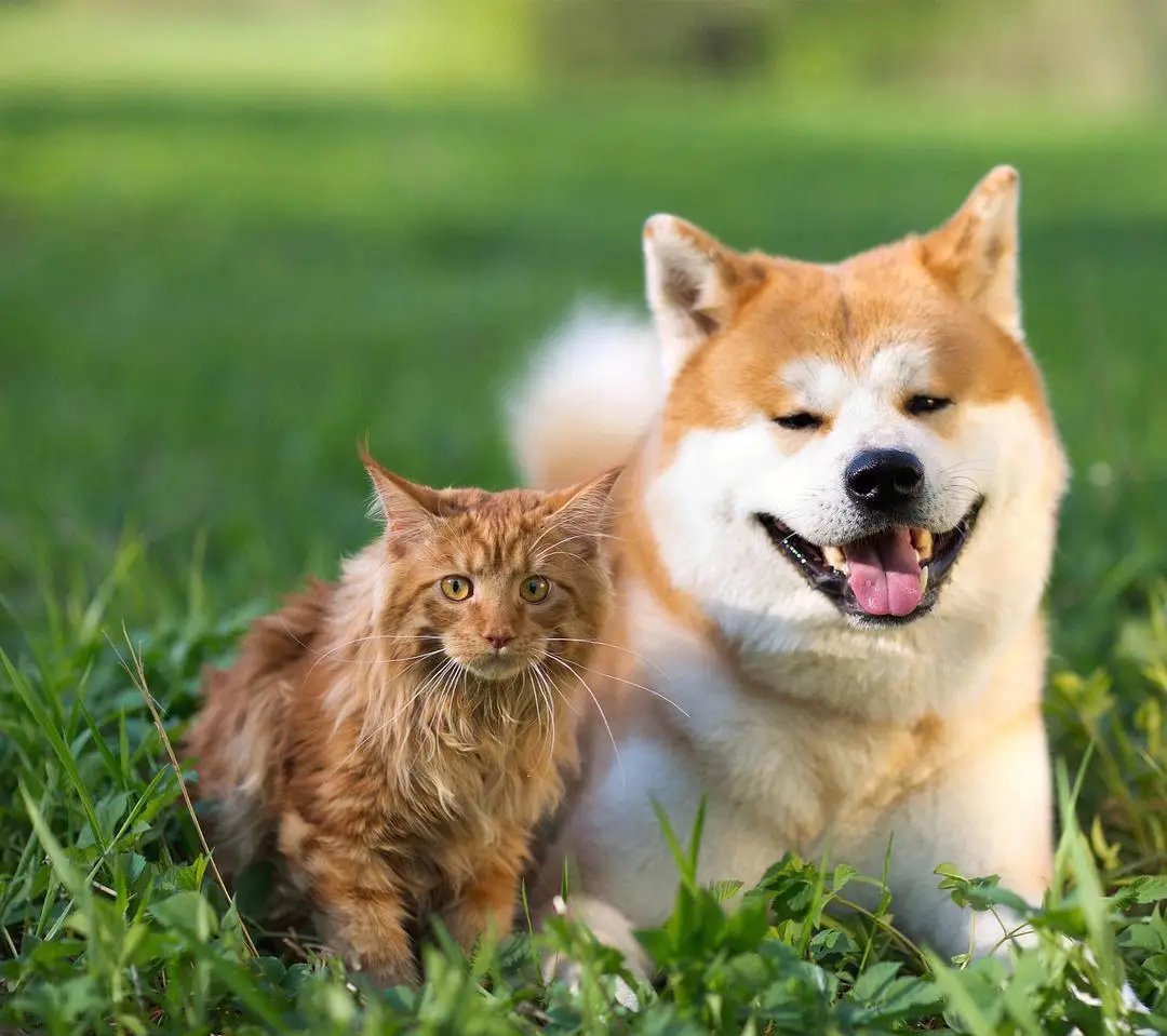 Pet food cat food dry food for pets