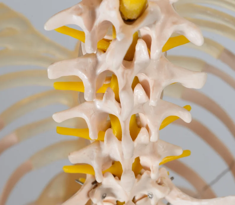 
CBM-001A 180cm Human Skeleton Model , Educational Anatomical Medcial Model 