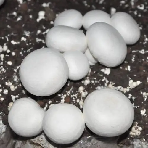 Органические грибы agaricus bisporus Button spawn