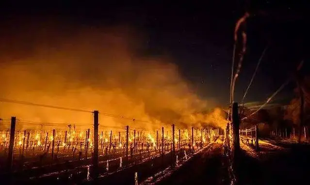 Anti-Frost candle  Grape antifreeze candle Outdoor fruit garden Antifreeze candles