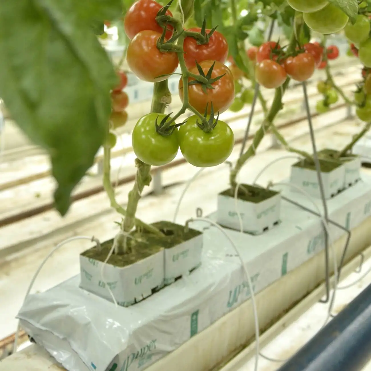 UPuper 40x8x3 inch agricultural greenhouses hydroponics tomato growing rock wool cultivation bags