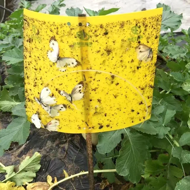 Phyllotreta striolata lure to control vegetable beetle