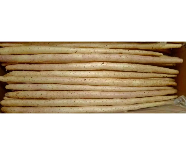 to have a long standing reputation Wholesale Price  Chinese Yam Crispy Vegetable  Healthy  Casual Snacks Chinese Yam