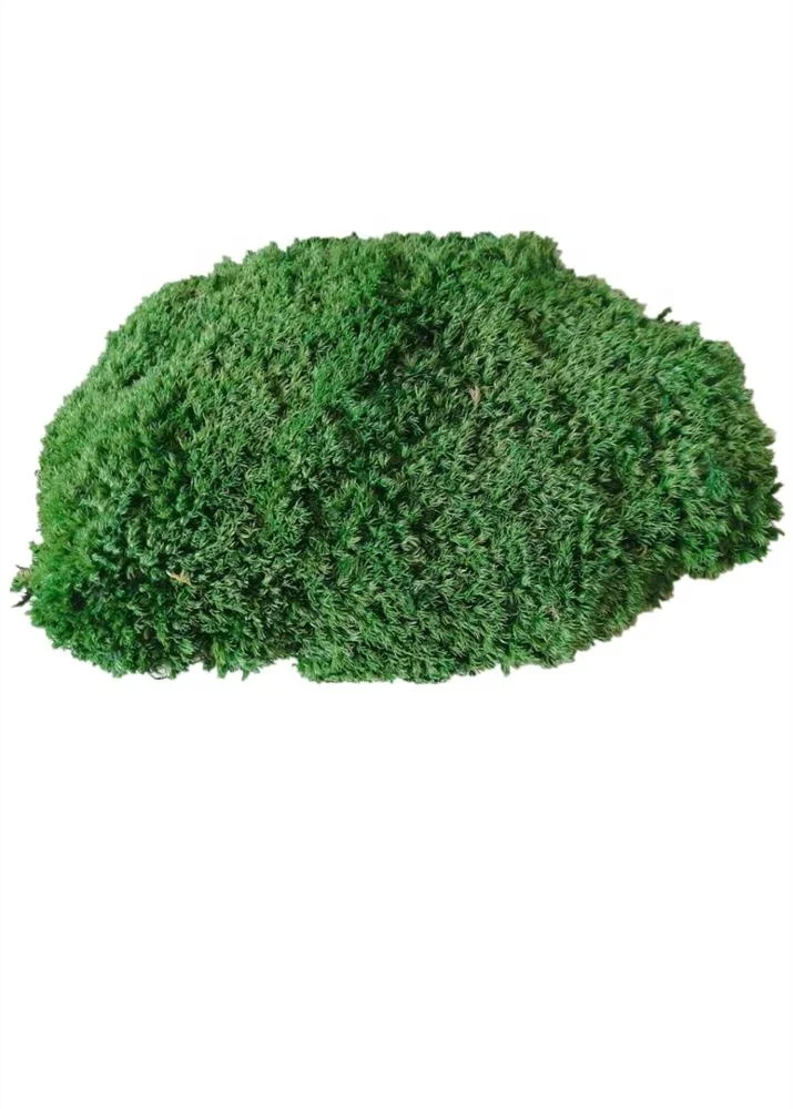 China Factory High Quality Preserved Pole Moss For Wall Decor Home Decor preserved moss