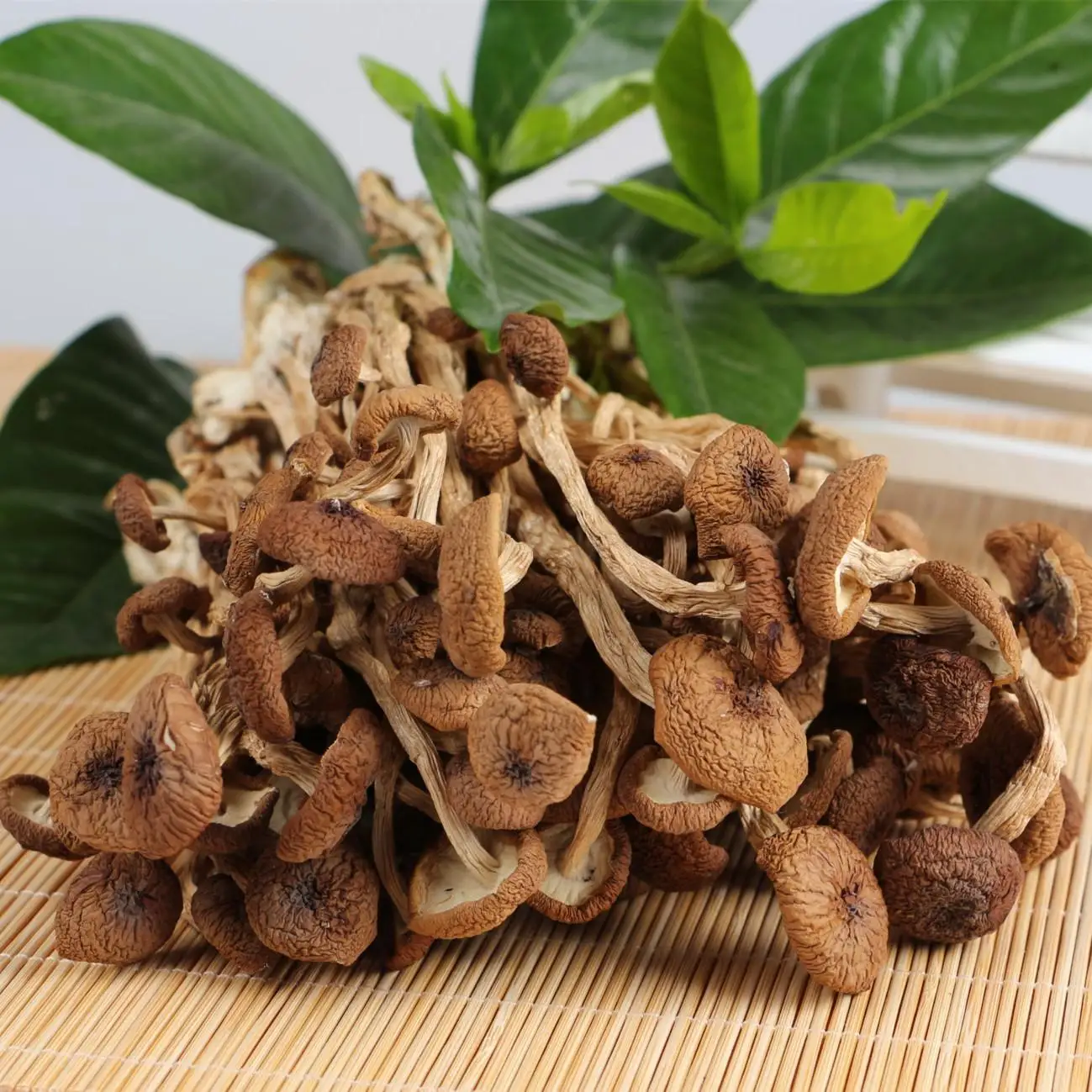 Hot Selling factory price sales of new dry tea mushroom wholesale mushrooms