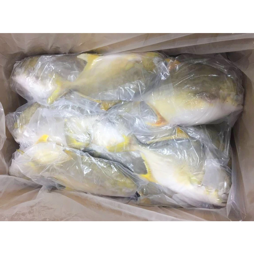 China export factory price wholesale pompano fish high quality frozen golden pompano fish pomfret