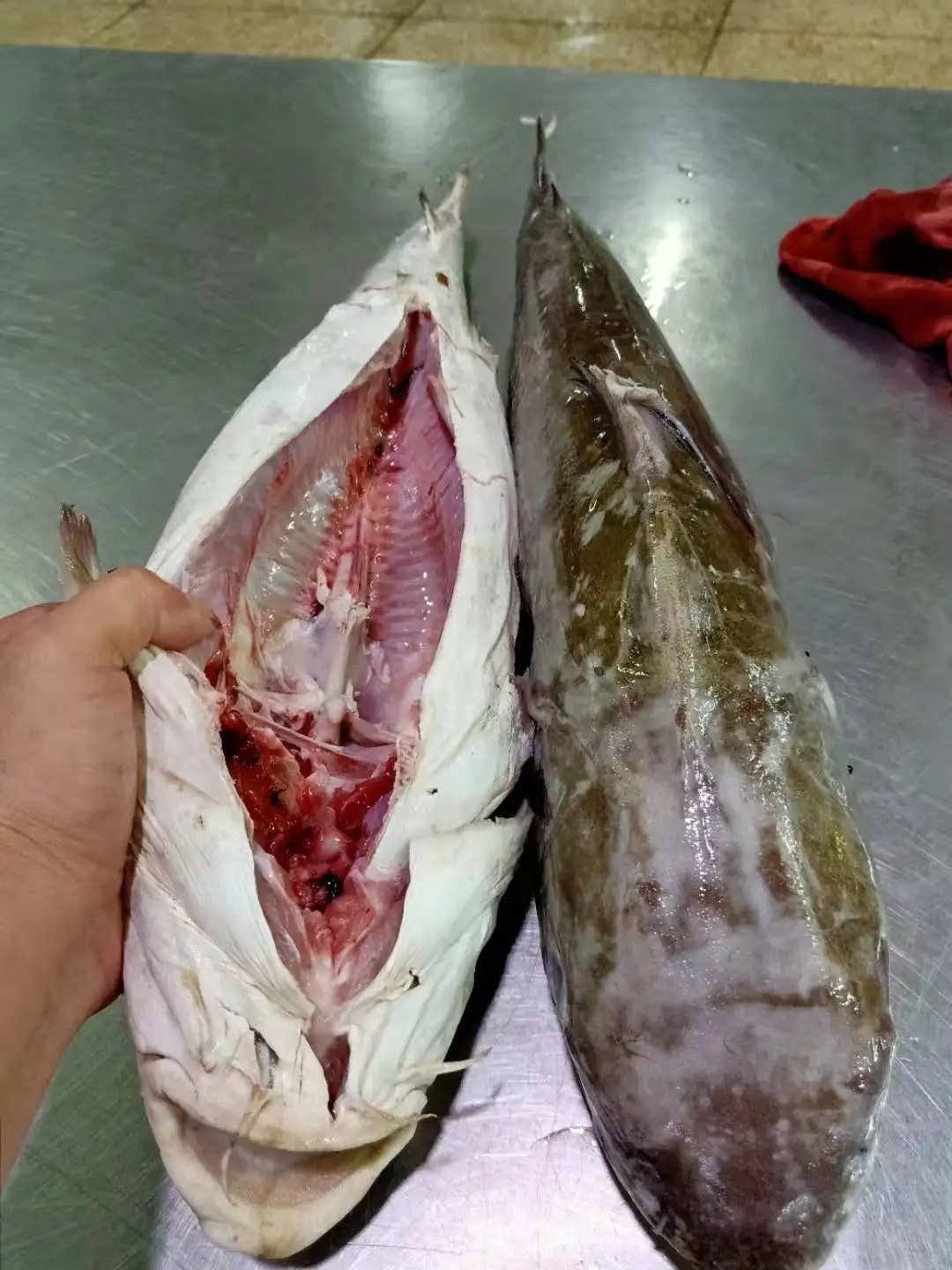 
Good Sale Indonesia Origin Seafood Frozen Sea Catfish 