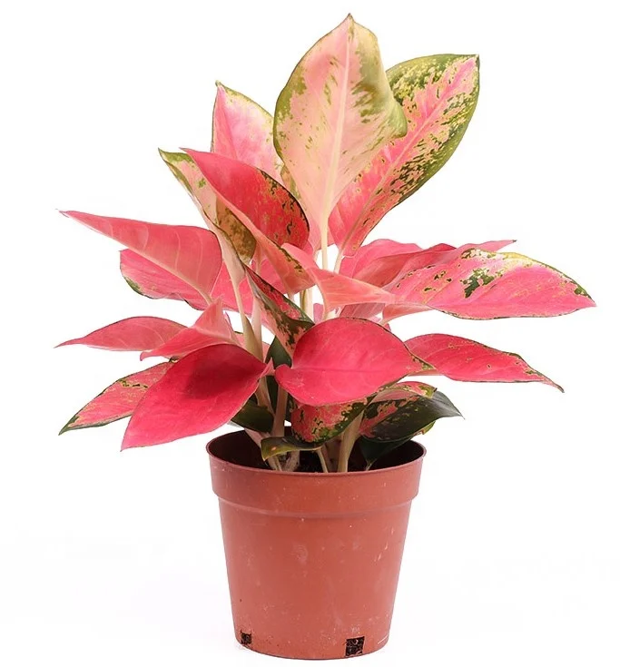 Aglaonema spp.  red plant