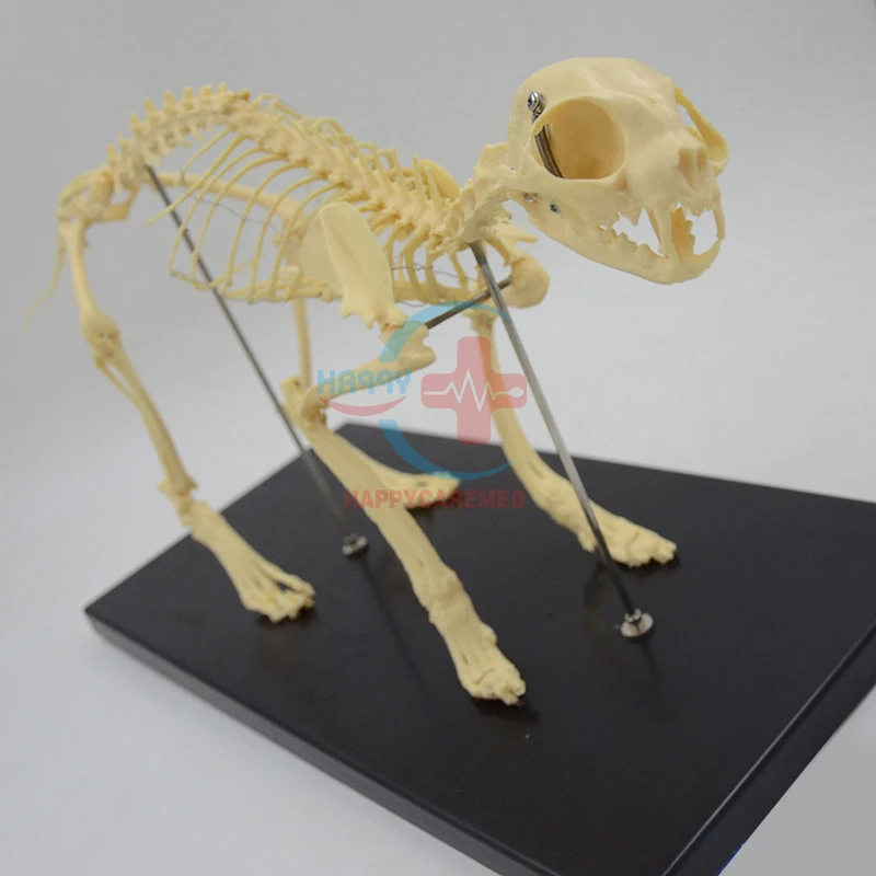 HC-R125A veterinary medical feline model Cat skeleton demonstration model