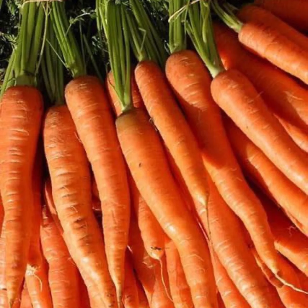 Свежая морковка, органическое обычное выращивание, экспортное качество, оранжевый натуральный сладкий от вьетнамского производителя