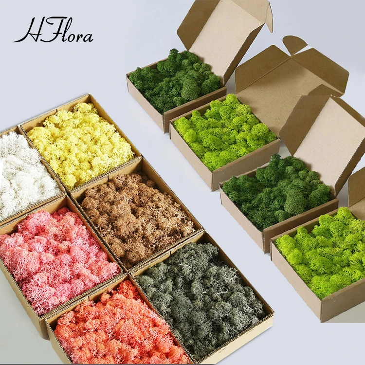 Hflora Preserved Moss Home Wedding Wall Decoration Reindeer Moss Stabil Natural Stabilized White Hair Moss Wall Panel Decoration