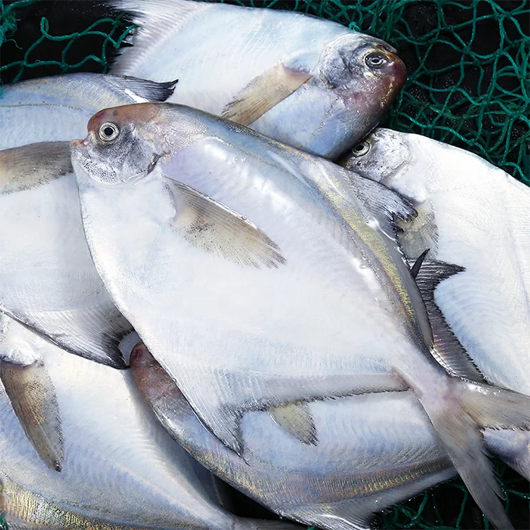 China Farming Fresh Silver Pomfret Fish IWP IQF Whole Round 400-600g Frozen White pomfret fish