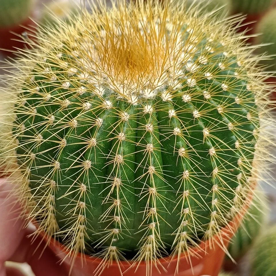 
Wholesale indoor live bead plant cactus 