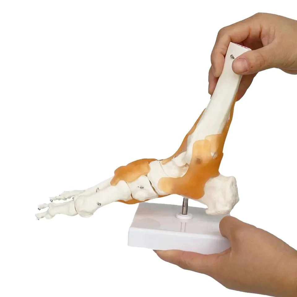 Human Foot Joint Model FRT027 Medical Teaching Aid Anatomy Foot Model Adult Foot Bones Joint Model