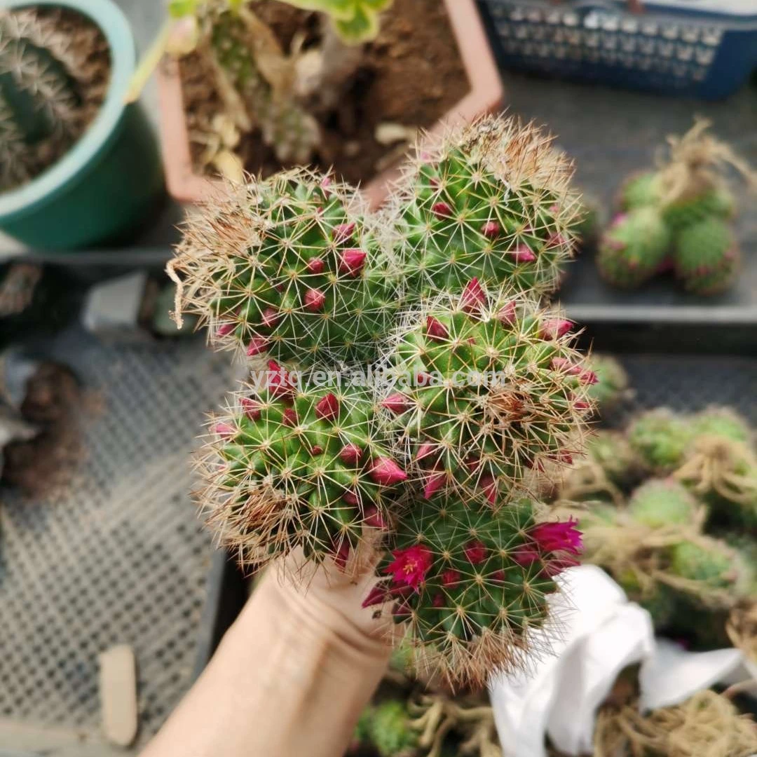 Лидер продаж, живые многоголовочные кактусы, древесные растения, домашнее офисное декоративное растение бонсай