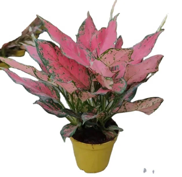 Red Sword Aglaonema Christmas decoration Red Sword indoor plants