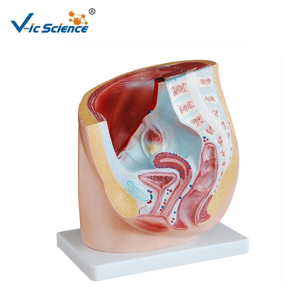human female pelvis section (1 part) basic human anatomy medical school education cheap anatomical models