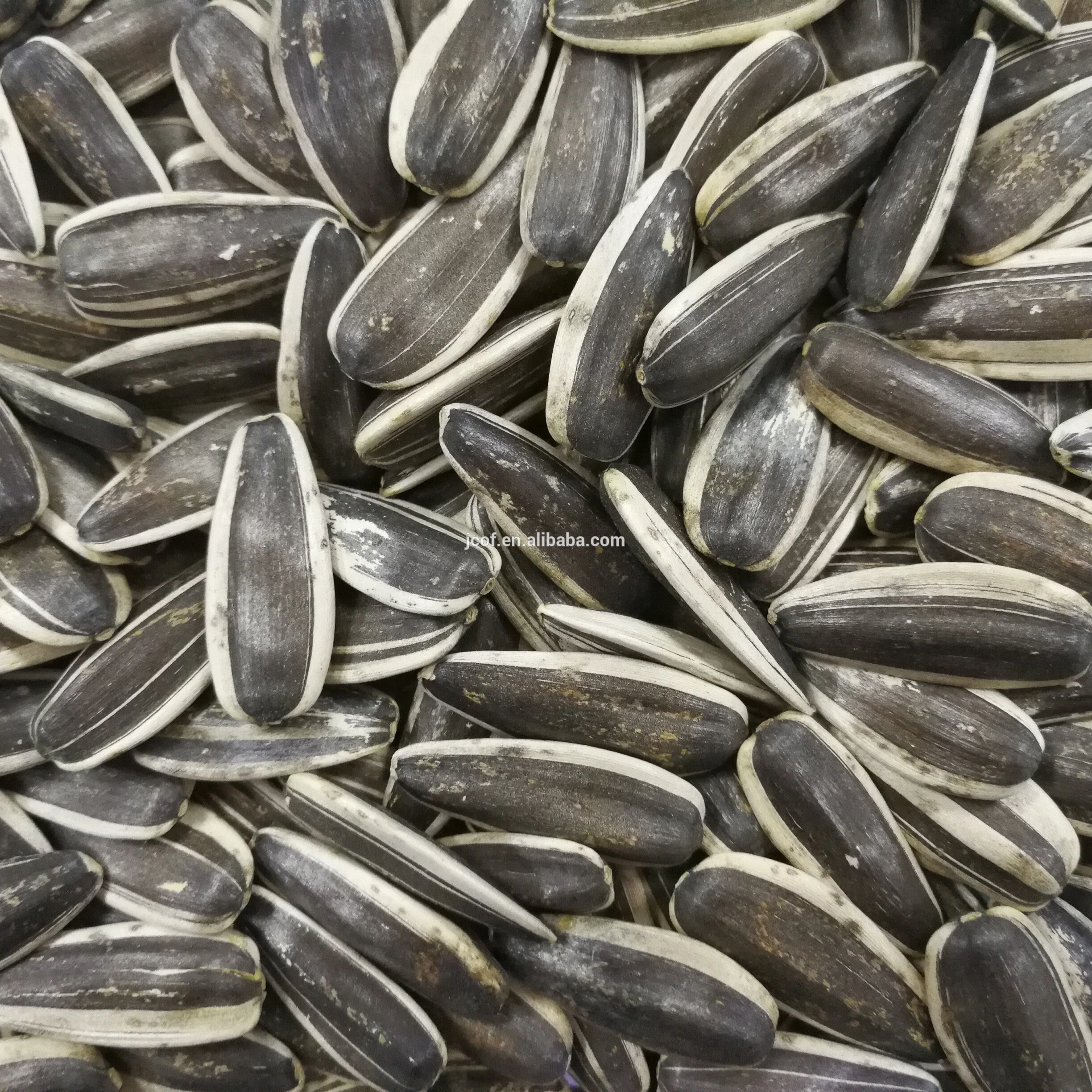 2021 new crop sunflower seeds 363  (794)
