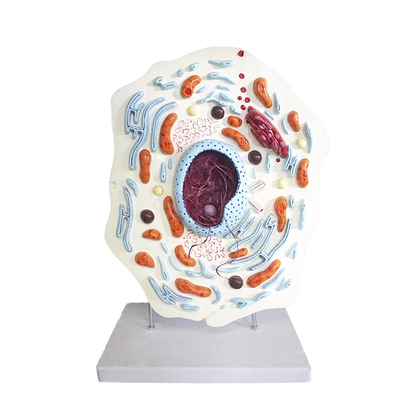 YA/B054 Numerical indicators of multiple parts Enlarged model of animal stem cell anatomy