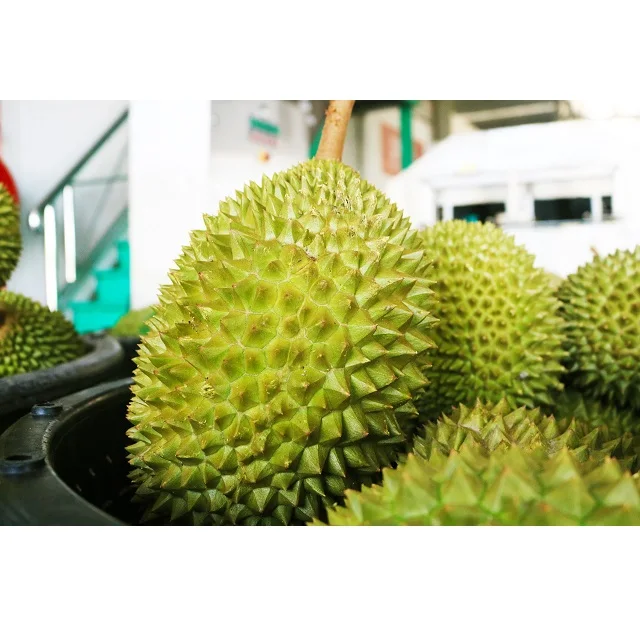 Fresh Musang King Durian Fruit Grade A High Quality from Malaysia Top Durian Supplier