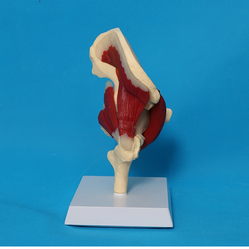 Human Skeletal Anatomy Hip Joint Ligament Muscle Model