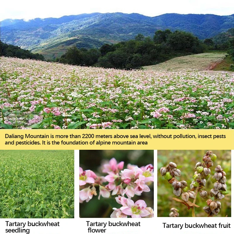 500g brewed loose bags of tartary buckwheat tea (whole plant of wheat flavor), Sichuan Daliang Mountain yellow buckwheat tea