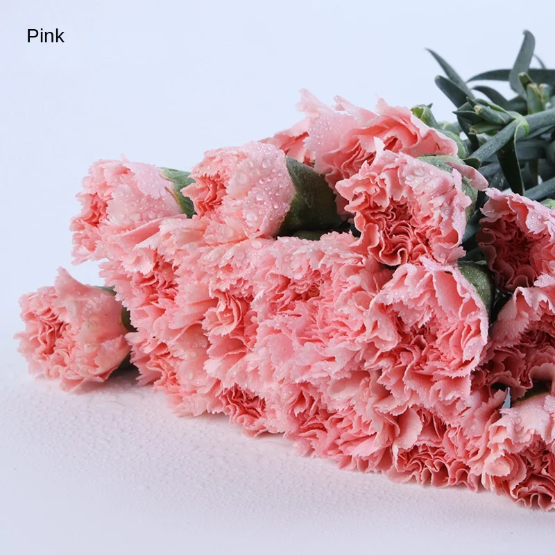 20pcs/pack Kunming Yunnan China Bulk Export Plant Carnation Fresh Cut Flower for Decoration