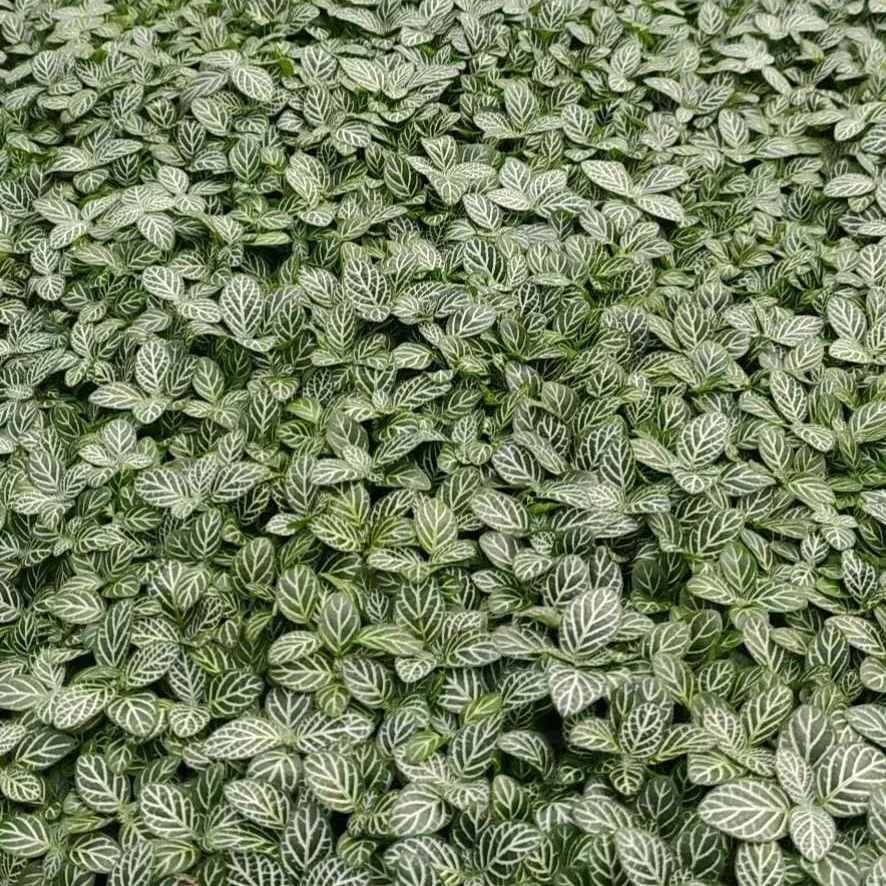 Завод рассады сетчатые