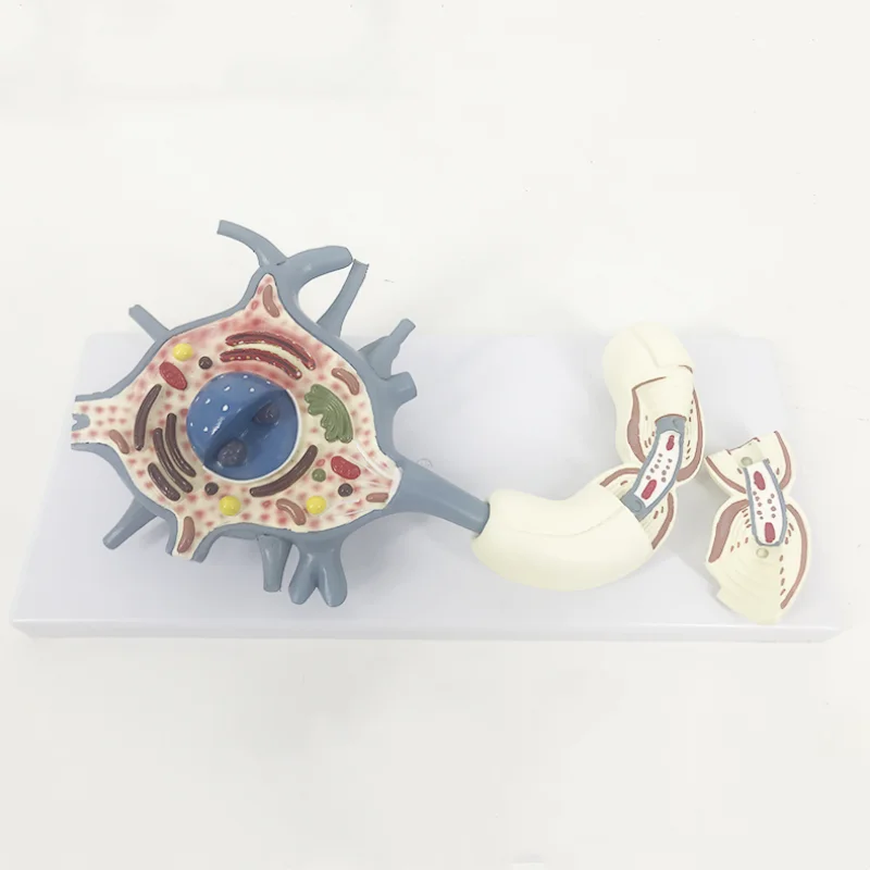 Модель анатомии человеческого нейрона BMN/N012 модель