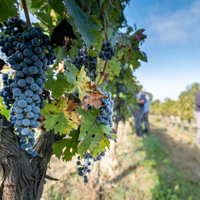 Ароматный меллоу вкус от поставщика магазина витрин