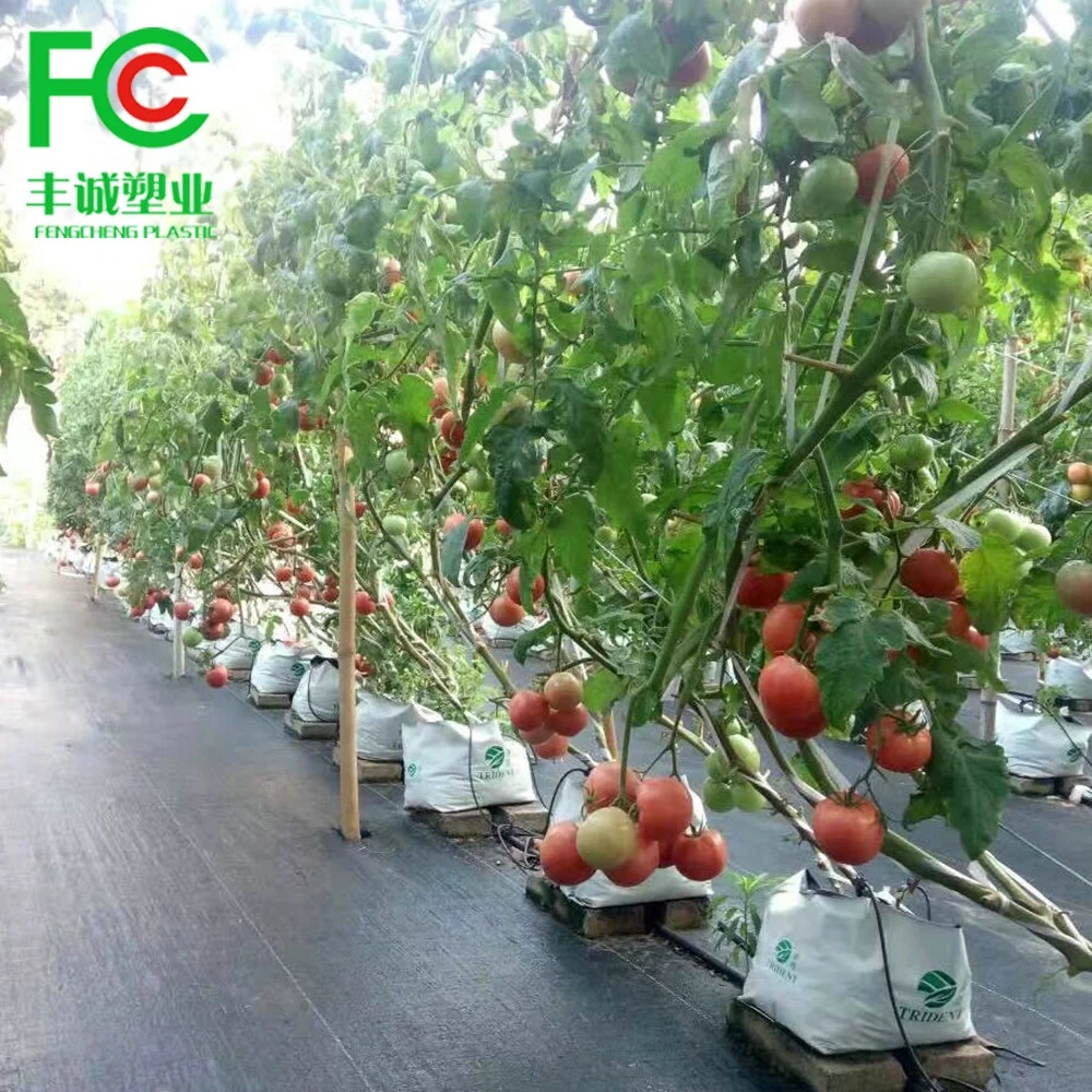 poly white and black panda film bag flower planter plastic nursery bags PE seedling sapling grow bag