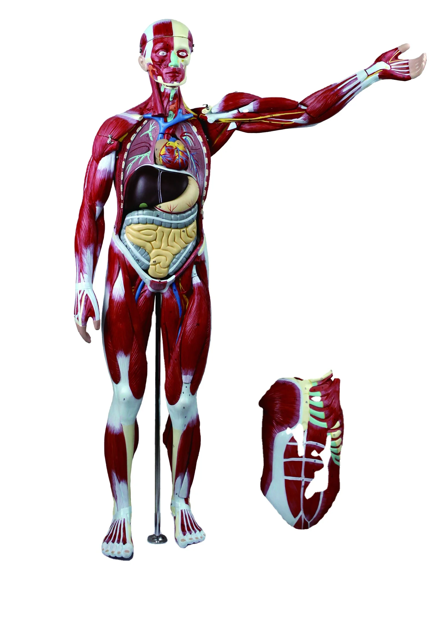 DRS3006.80cm3.jpg