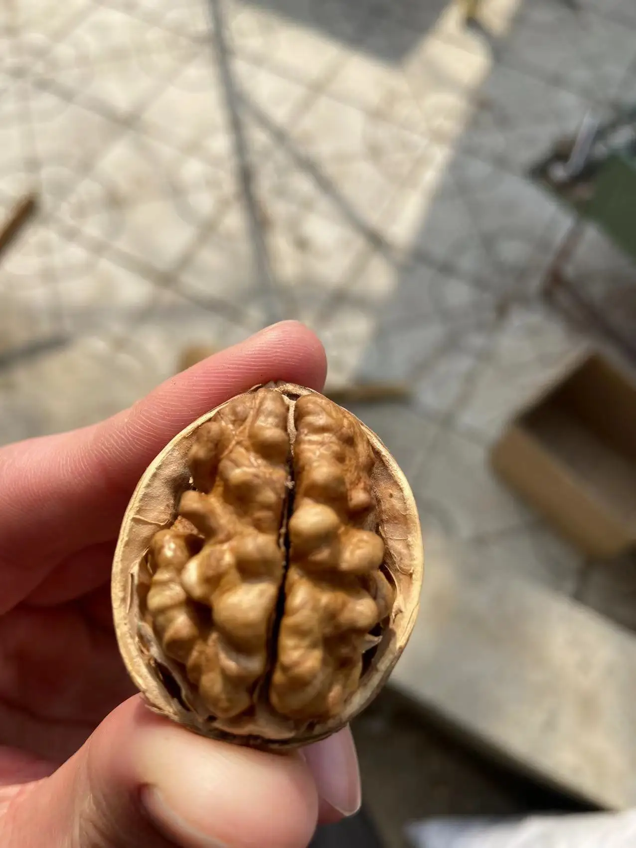 Best Price Common Walnut Nuts Top Class Walnut Kernels Dried Style Raw Walnut