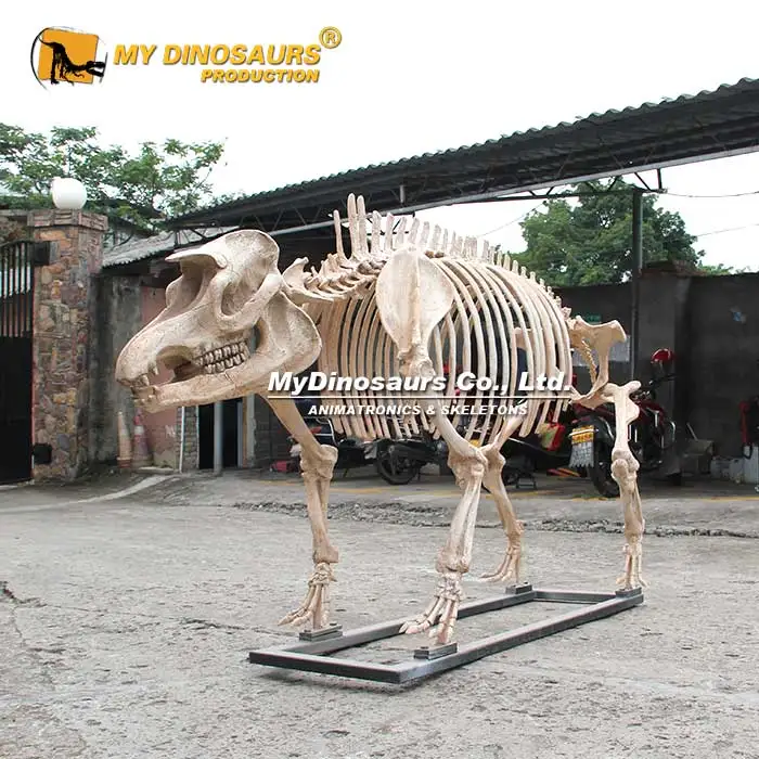 Z MY DINO AS-036 Museum Fossil Skeleton Smilodon Animal Skeleton