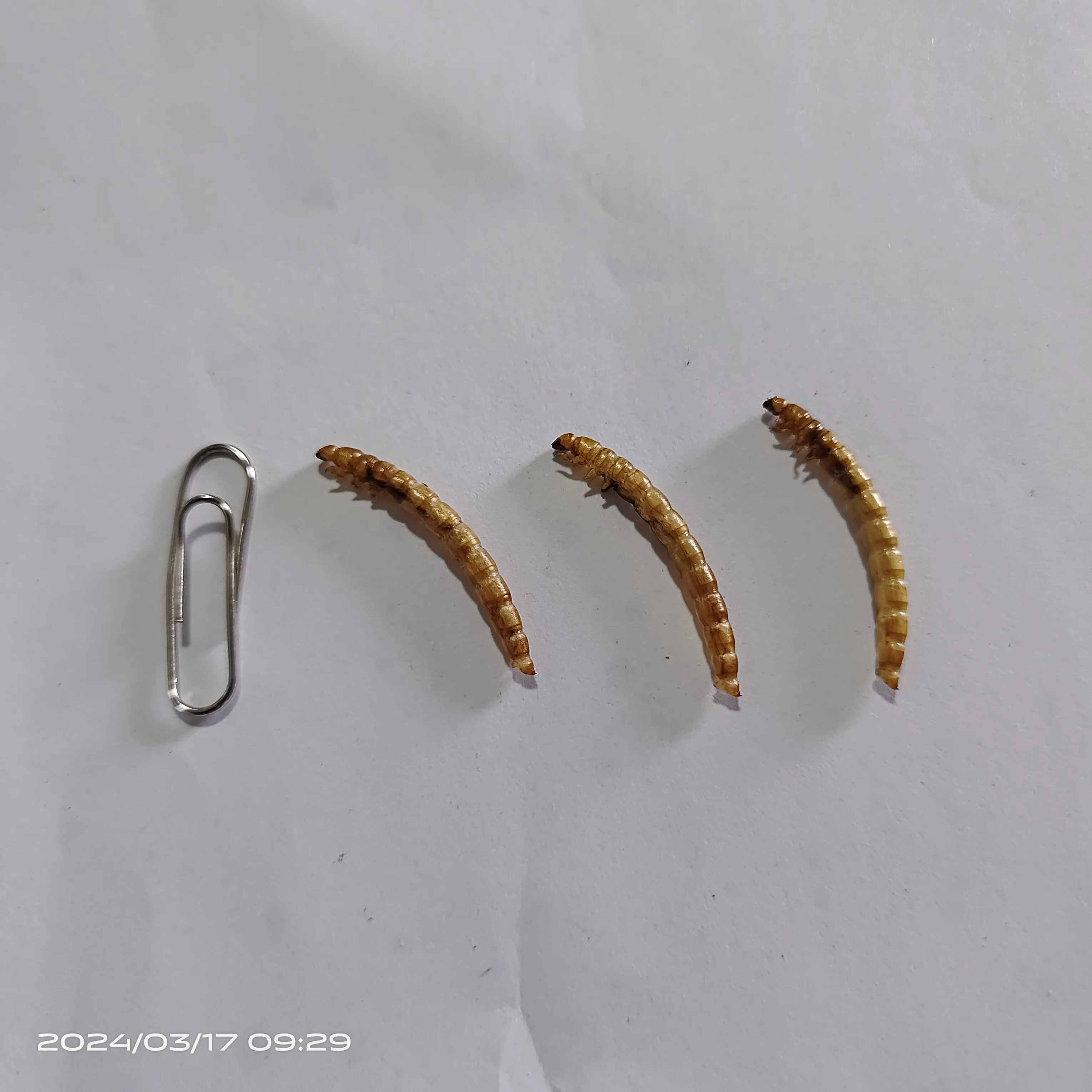 Top Grade Dry Food High Nutrition Dried Mealworms for Fish