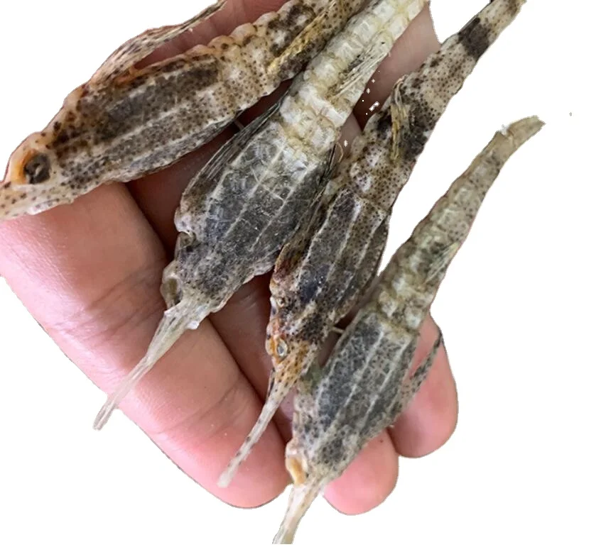 
TCM Pegasus laternarius Cuvier dried body for sale 