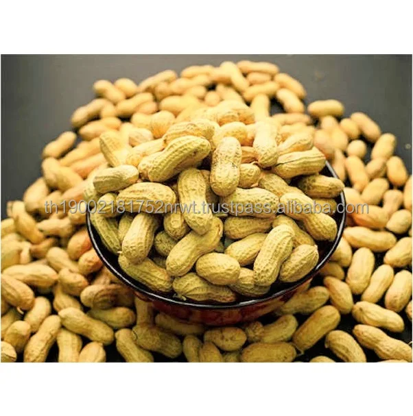 Raw Peanut High protein Seeds High Oil Content Groundnuts Peanuts in Shell Crop Plants Raw Material Agriculture