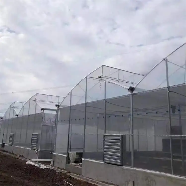 Cheap Tomato Agricultural Plastic Film Cover Economic Tunnel Greenhouse For Vegetable