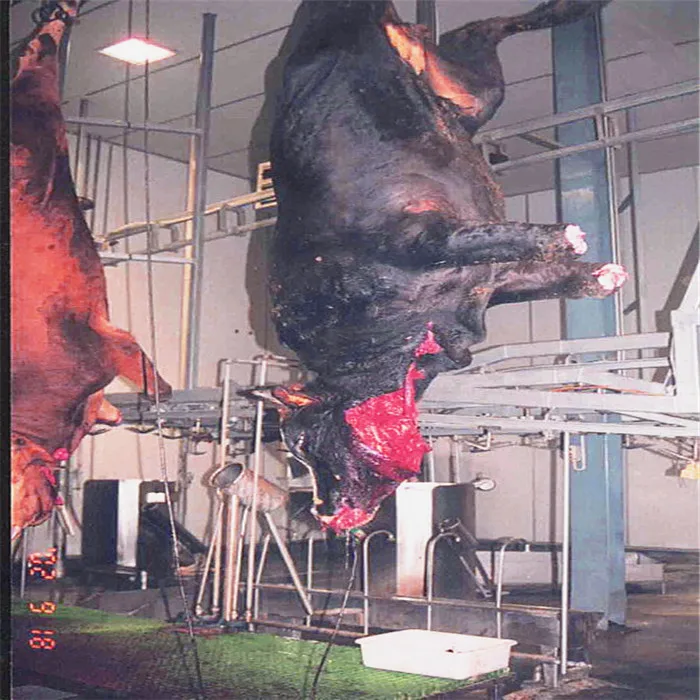 Cattle bovine slaughtering equipment cow slaughtering line
